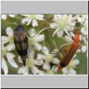 Variimorda villosa - Stachelkaefer 01.jpg